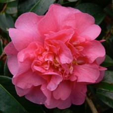 Camellia Elegant Beauty x 1 Plants Double Pink Large Flowering Shade Cottage Garden Shrubs Courtyard Flowers japonica x williamsii